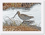 isokuovi  Eurasian Curlew  7288 * 2346 x 1717 * (6.08MB)